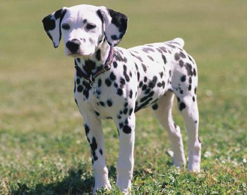 perro dalmata